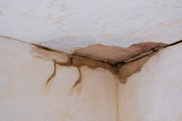 Best Mold removal after water damage  in Orangeburg, NY